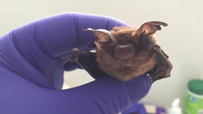 Seremi de Salud confirma caso positivo de rabia en Río Bueno