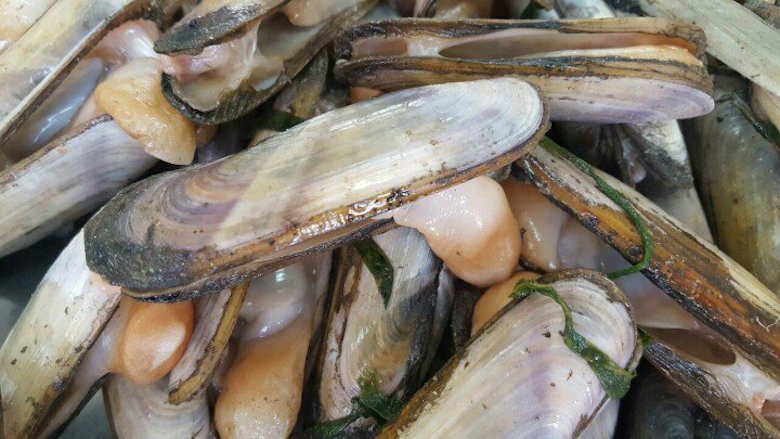 Seremi de Salud prohíbe la extracción de navajuela en Bahía de Corral por presencia de toxina diarreica